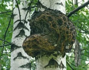 chaga4